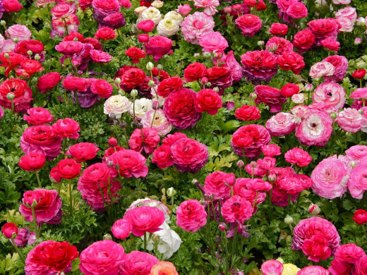 520420 (a): :2048x1536
